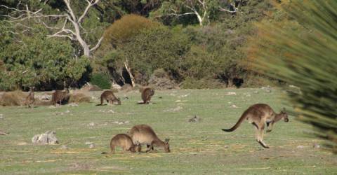 Resor till Australien | MyPlanet Resor