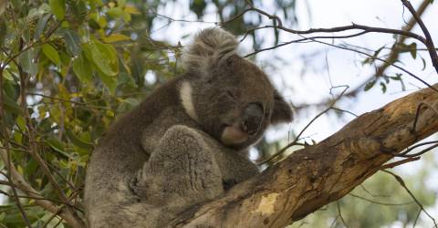 Australien - South Australia - Kangaroo Island - Dyr - Koala_0