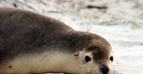 Australien - South Australia - Kangaroo Island - Sael