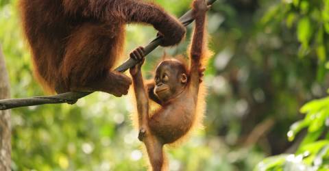 Borneo-orangutang_121340395.jpg