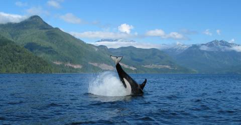Canada - British Columbia - Vancouver Island  -April Point - Hval_0