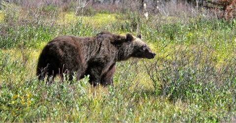 Canada - Dyr - Grizzlybjørn1