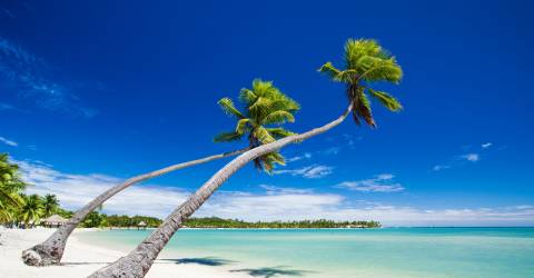 Palmer på strand som hänger över lagun med blå himmel, Fiji