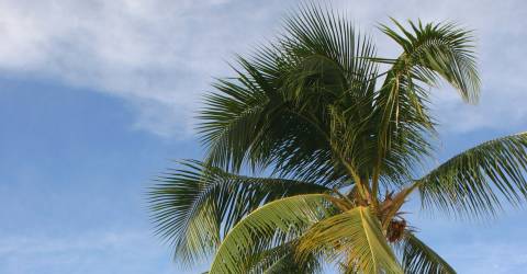 Kvinna som vilar på en lutande palm på sandstrand på Bora Bora, Tahiti