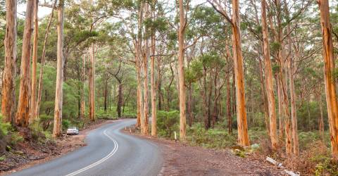 bil kör genom margaret river australien