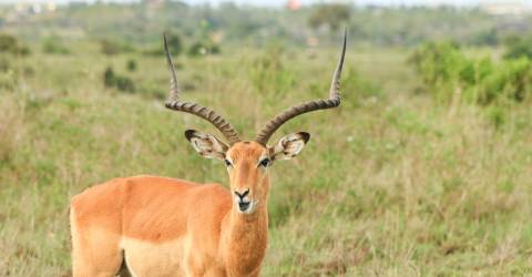 Masai mara (2).jpeg