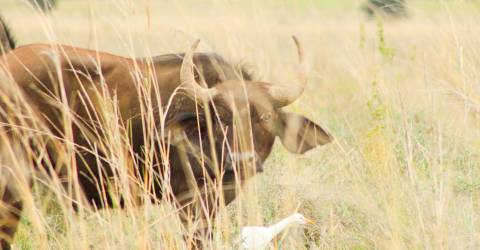 Masai mara (3).jpeg