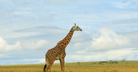 Masai mara (4).jpeg