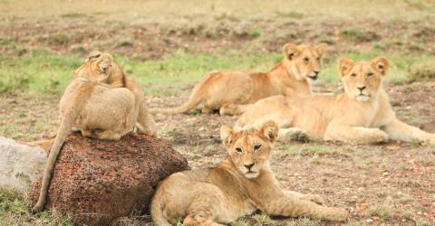 Masai mara (5).jpeg