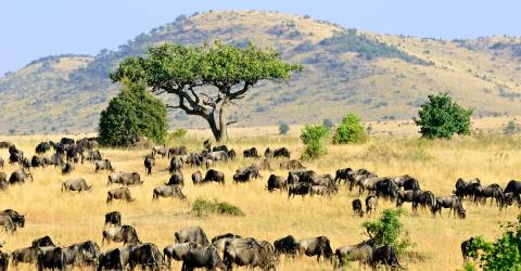 Masai mara (8).jpeg