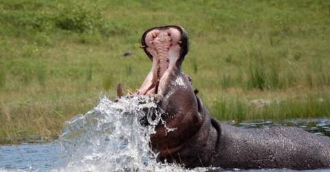 Flodhäst som visar sitt gap i vattenhåla i Muchenje, Botswana