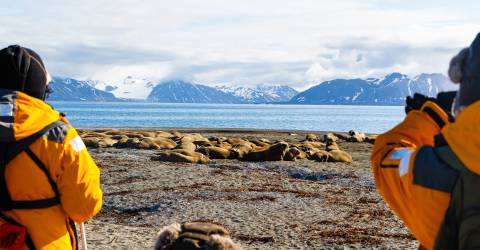 NICKYSOUNESS- Arctic; Ocean Atlantic; Svalbald; Poolepynten; Passengers; walrus-0099.jpg