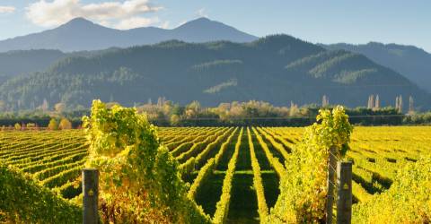 New Zealand - North Island- Hawkes Bay - Vin (3)_0