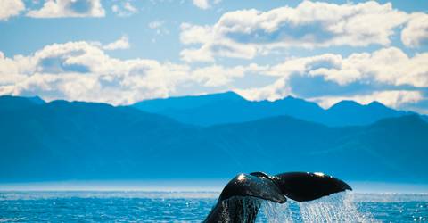 New Zealand - South Island - Kaikoura - Hval (2)