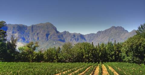 Vinodling med berg i bakgrund i Franschhoek, Sydafrika