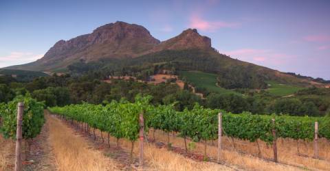 Vinodling vid foten av bergssluttning i Stellenbosch, Sydafrika
