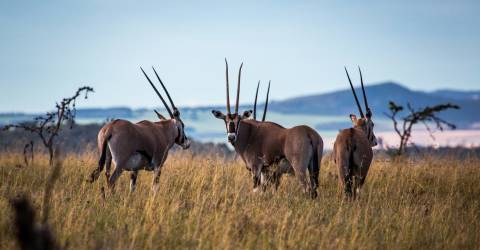 Tusk-Trust-Borana-Dirk-Collins-1440x911.jpg