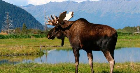 Älg som står vid flod i Alaska, USA