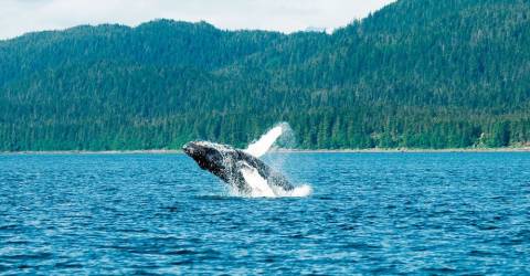 USA - Alaska - Hval - 1.jpg
