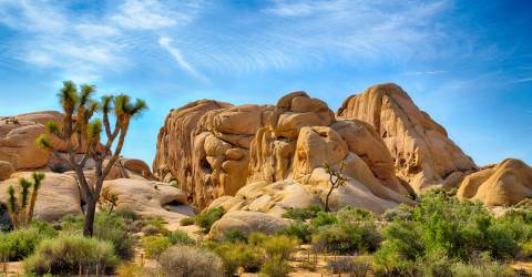 USA - Californien - joshua Tree national park.jpeg