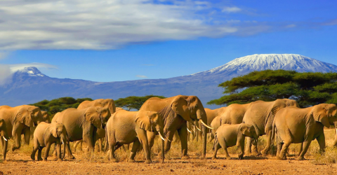 Resor till Kenya