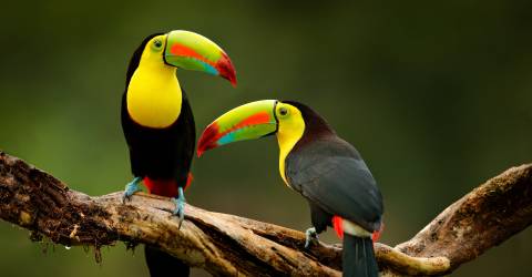 costa rica (4).jpeg