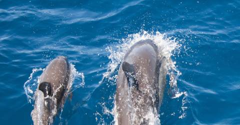 dolphins.jpeg