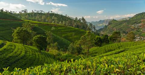 eliya tea plantage (1).jpeg