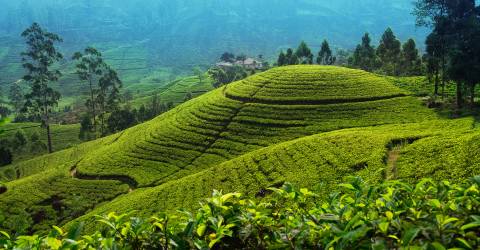 eliya tea plantage (3).jpeg