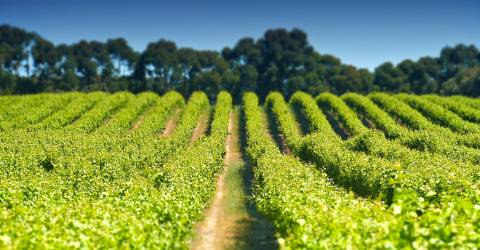 mclaren_vale_3_0