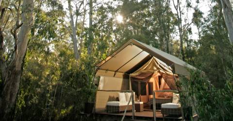 paperbark-tent