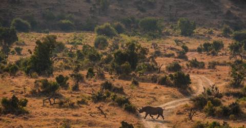 samburu (1).jpeg