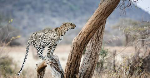 samburu (2).jpeg