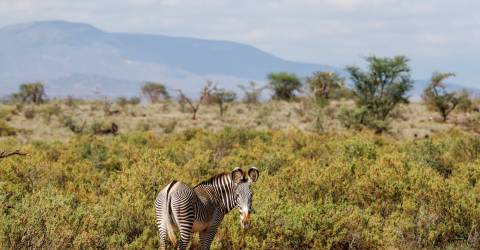 samburu (3).jpeg