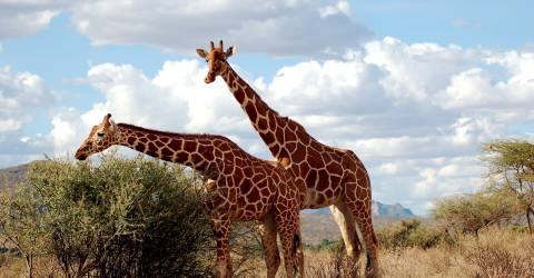 samburu (4).jpeg