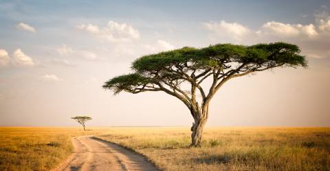 tanzania (1).jpeg