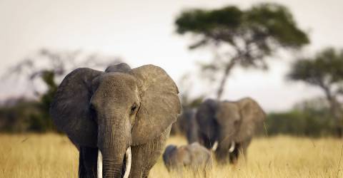 tanzania (13).jpeg
