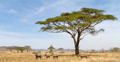 tanzania (7).jpeg