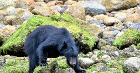 Bjørnesafari ved Tofino og Ucluelet