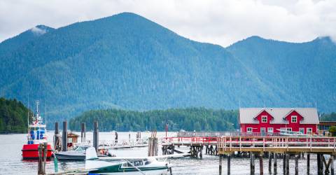 Bjørnesafari ved Tofino og Ucluelet