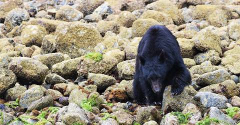 Bjørnesafari ved Tofino og Ucluelet