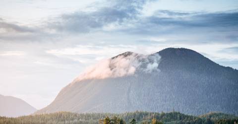 Bjørnesafari ved Tofino og Ucluelet