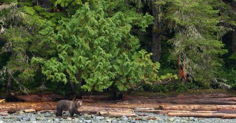 Bjørnesafari ved Tofino og Ucluelet
