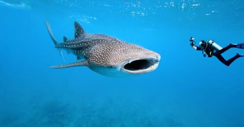 whale shark western australia.jpeg
