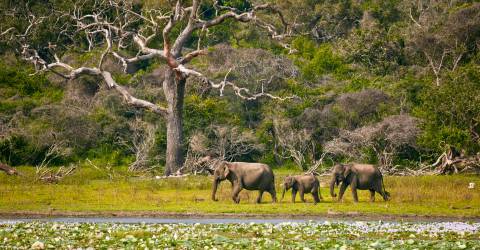 yala np sri lanka (1).jpeg