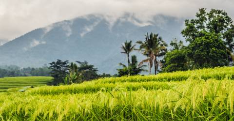 Resor till Indonesien