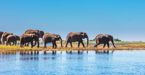 Chobe_125984832.jpeg