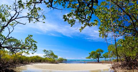 Australien - Queensland - Port Douglas - Mangrove skov_0