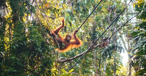 Borneo (1).jpeg
