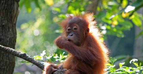 Borneo (3).jpeg